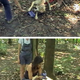 Image for article titled A fascinating difference between pet dogs and tame wolves